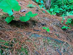 -铁山坪森林公园