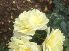 -人民公园(罗湖区)