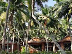 -东郊椰林