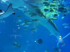 -烟台海昌鲸鲨海洋公园