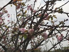 -天适樱花悠乐园