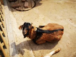 -萌宠亲子动物乐园(槐房万达店)