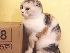 -猫色咖啡·猫咖