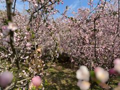 -南京雨花台风景区