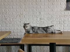 -平行世界·猫咖(首经贸店)