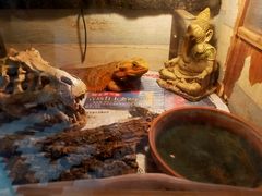 -Rabbit Cafe私房西餐甜点咖啡(栖霞路店)