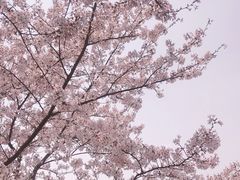 -高东镇樱花园