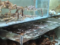 -樱之盛宴·蟹料理海鲜自助(前进大街店)