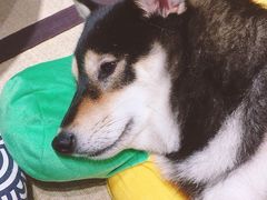-逗柴咖啡屋·狗咖猫咖宠物桌游