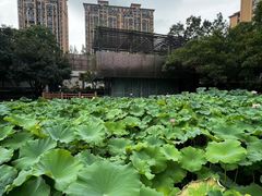 -陈家山荷花公园