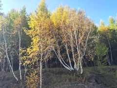 -塞罕坝国家级自然保护区