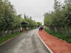 -上海长兴岛郊野公园