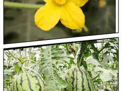 -庞各庄翠芳园西瓜蔬菜基地采摘园