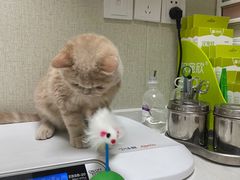 -爱佳宠物中心医院·骨外科·猫专科·急重症(瑶海万达店)