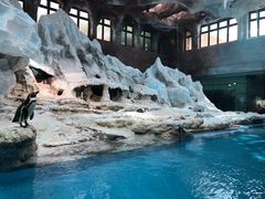 -帝企鹅自助餐厅•儿童岛•真企鹅(长隆企鹅酒店)