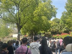 -鸡鸣汤包(红山动物园店)