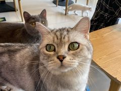 -平行世界·猫咖(首经贸店)