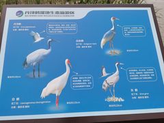-盐城丹顶鹤湿地生态旅游区