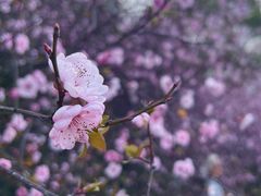 -八大山人梅湖景区