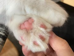 -瞄一喵猫咖(格力海岸店)