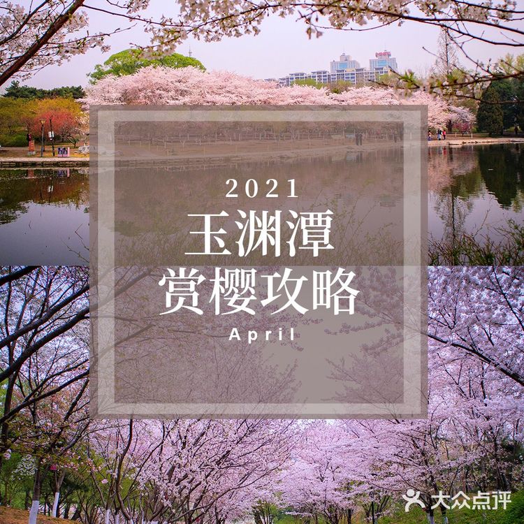 独享玉渊潭樱花🌸🌸,这份攻略请收好