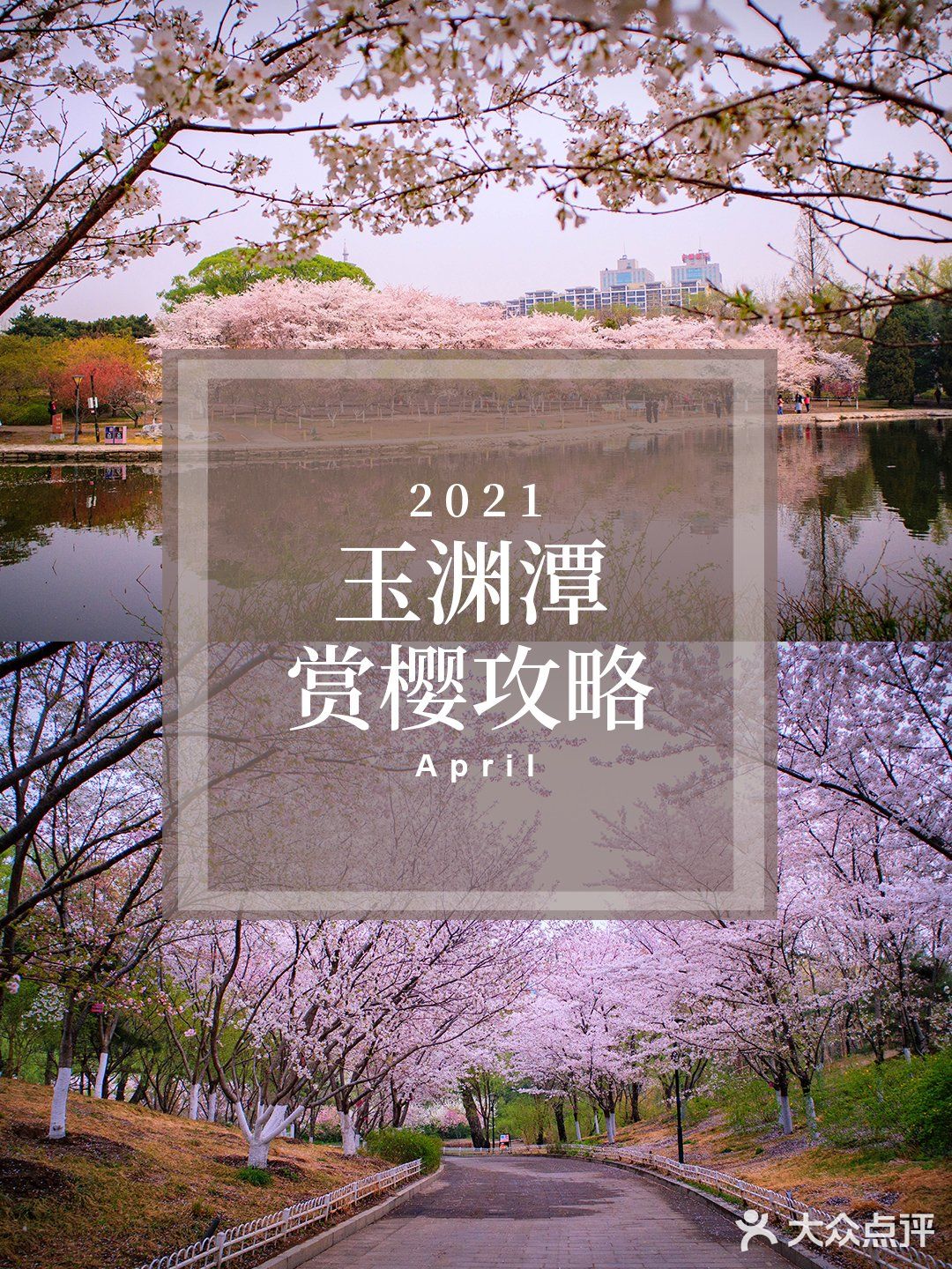 独享玉渊潭樱花🌸🌸，这份攻略请收好