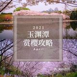 独享玉渊潭樱花🌸🌸，这份攻略请收好