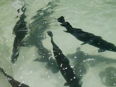 -小北江河鲜(新城店)