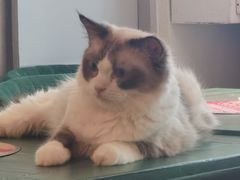 -喵喵咪呀布偶猫咖(春熙路店)