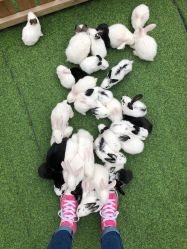 -萌宠亲子动物乐园(槐房万达店)