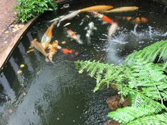 -Fern Forest Cafe
