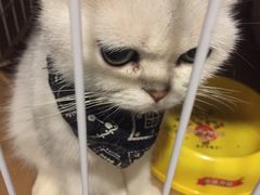 -猫色咖啡·猫咖