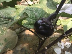庞各庄翠芳园西瓜蔬菜基地采摘园-庞各庄翠芳园西瓜蔬菜基地采摘园