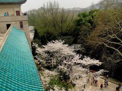 -武汉大学-樱园