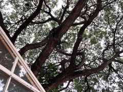 -Cheevit Cheeva(Sirimangkalajarn)
