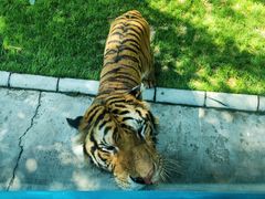 -北京野生动物园