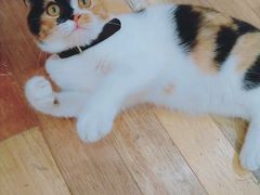 -猫的天空之城概念书店(束河店)