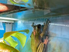 -上海大自然野生昆虫馆(东方明珠·爬宠昆虫探索中心)
