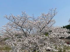 -嘉定紫藤园