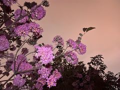 -狐尾山公园