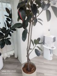 -HEYAN荷妍专业脱毛连锁机构