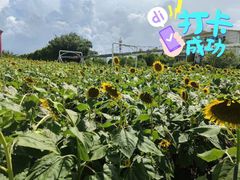 -百万葵园