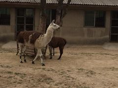 iphone_upload_pic-西安秦岭野生动物园