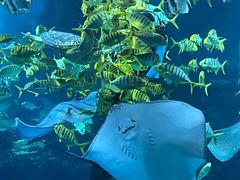 -太平洋海底世界