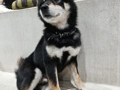 -柴务处·柴犬主题狗咖