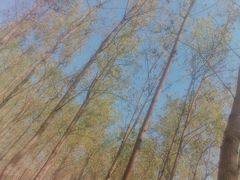 -合肥滨湖国家森林公园