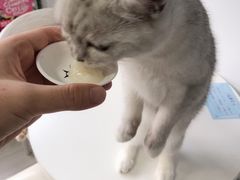 -喵的天空名猫咖啡馆·撸猫·猫舍·用品