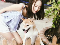 -柴犬高等学院·狗咖·柴犬售卖·宠物训练