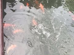 -西湖外事游船(花港观鱼码头)