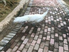 -泉州海丝野生动物世界